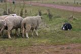 BORDER COLLIE - MOUTONS 044